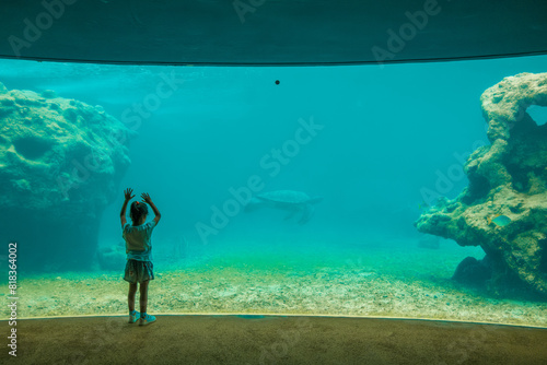 Kelonia in Reunion with sea turtle swimming by
