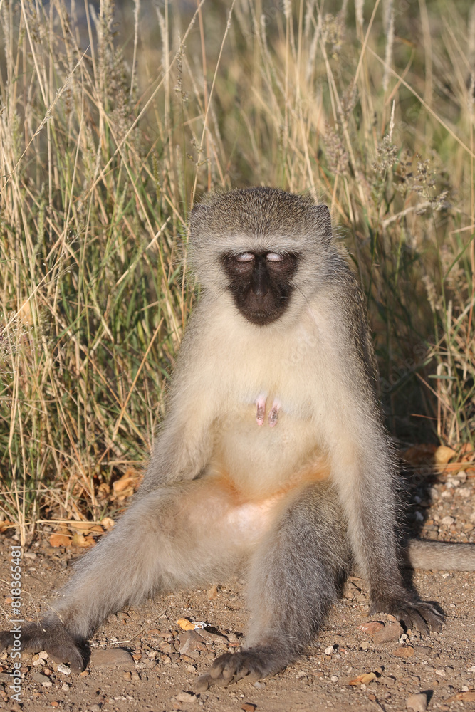 Grüne Meerkatze / Vervet monkey / Cercopithecus aethiops .. Grüne Meerkatze / Vervet monkey / Cercopithecus aethiops ..