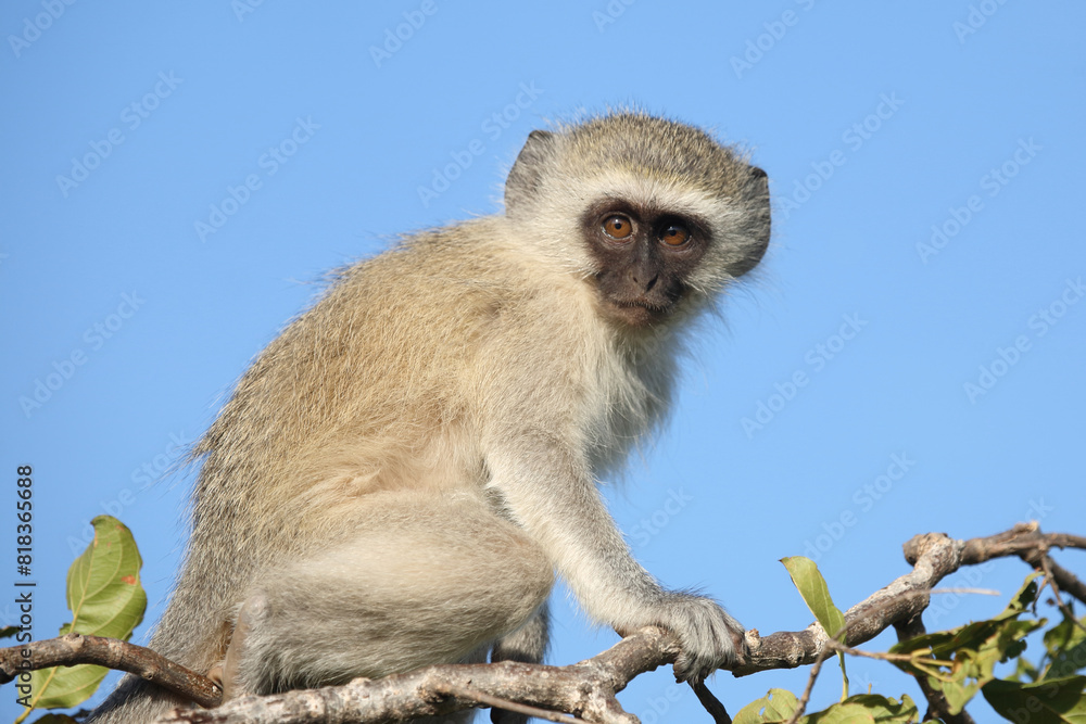 Grüne Meerkatze / Vervet monkey / Cercopithecus aethiops .. Grüne Meerkatze / Vervet monkey / Cercopithecus aethiops ..
