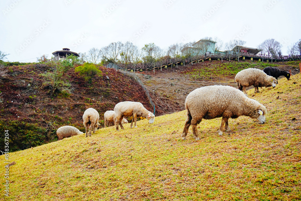 ali shan mountain and qingjing farm landscape in Taiwan ali shan mountain and qingjing farm landscape in Taiwan