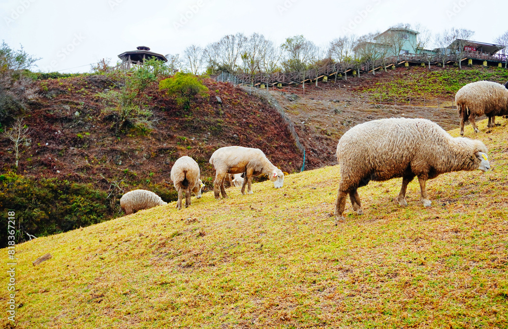 Obraz premium ali shan mountain and qingjing farm landscape in Taiwan 