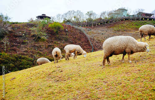 ali shan mountain and qingjing farm landscape in Taiwan 