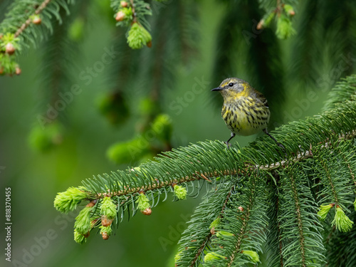 Female Cape May Warbler on spruce tree in Spring photo