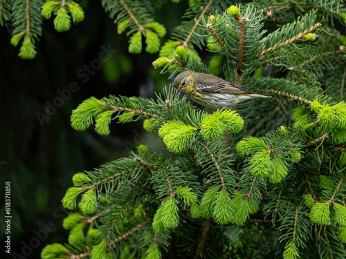 Female Cape May Warbler on spruce tree in Spring photo