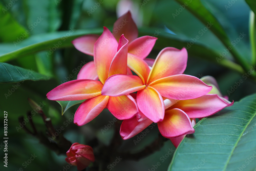 Fototapeta premium While hiking in Hawaii, I noticed these beautiful frangipani