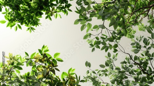 Tree branches leafs top compositions 3d rendering 