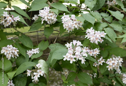 Kolkwitzia (Linnaea) amabilis  commonly known as beauty bush, is a species of flowering plantnative to China photo