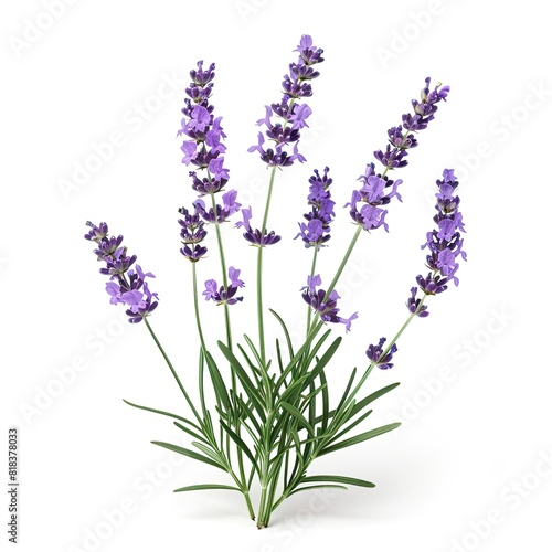 Lavender flowers blossom purple plant isolated on white background 