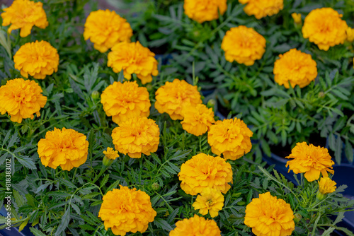 Selective focus of golden yellow flowers with green leaves in the garden, Tagetes erecta the Mexican marigold or Aztec marigold is a species of the genus Tagetes, Natural greenery, Floral background.