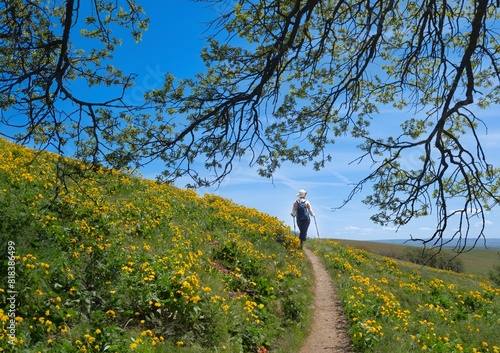 Woman hiker walking on counrty road in arnica meadows. Columbia Hills State Park. The Dalles. Washington State. USA photo