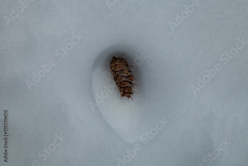 Douglas-Fir (Pseudotsuga menziesii) cone in melted snow depression in Beartooth Mountains, Montana photo