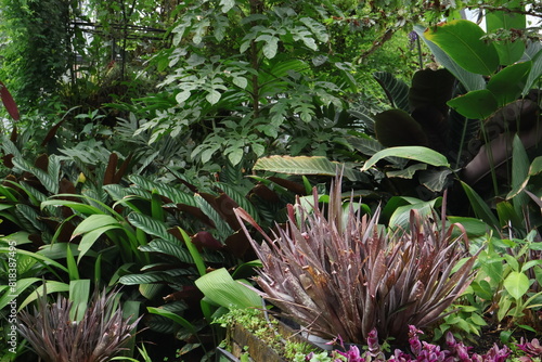 flowers in the tropical garden