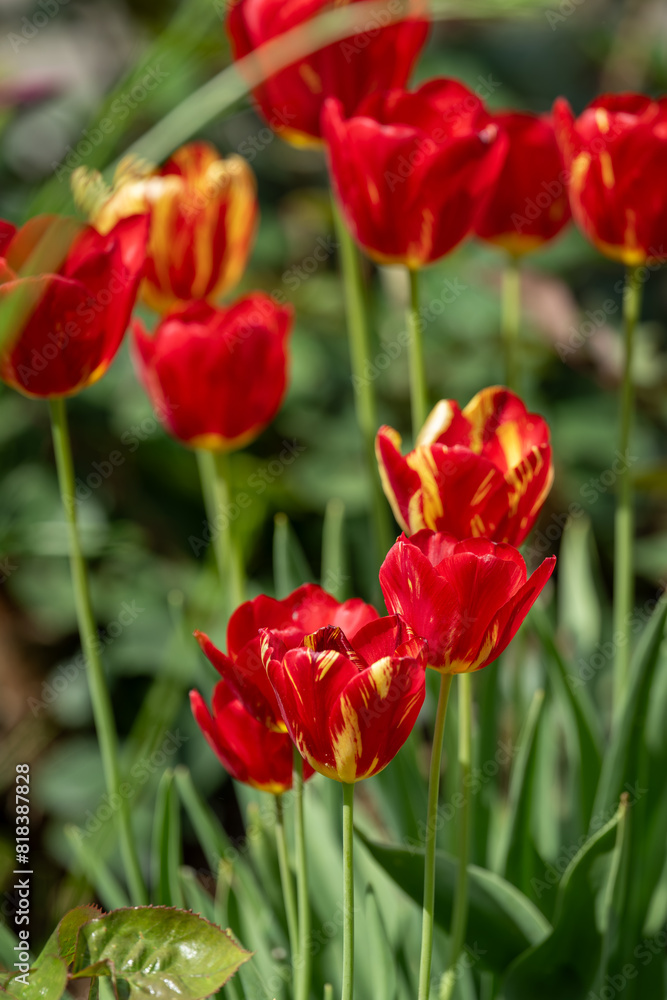 A beautiful red tulip with a yellow glow. A beautiful red tulip with a yellow glow.