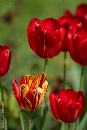 A beautiful red tulip with a yellow glow.