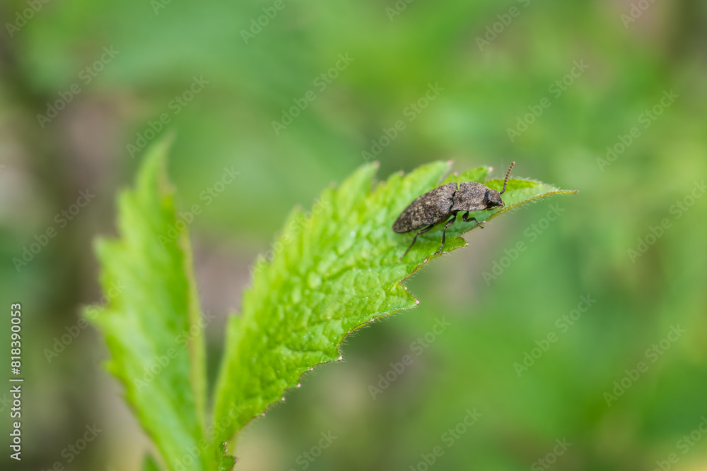 Dark leaf beetle on a green leaf. Dark leaf beetle on a green leaf.