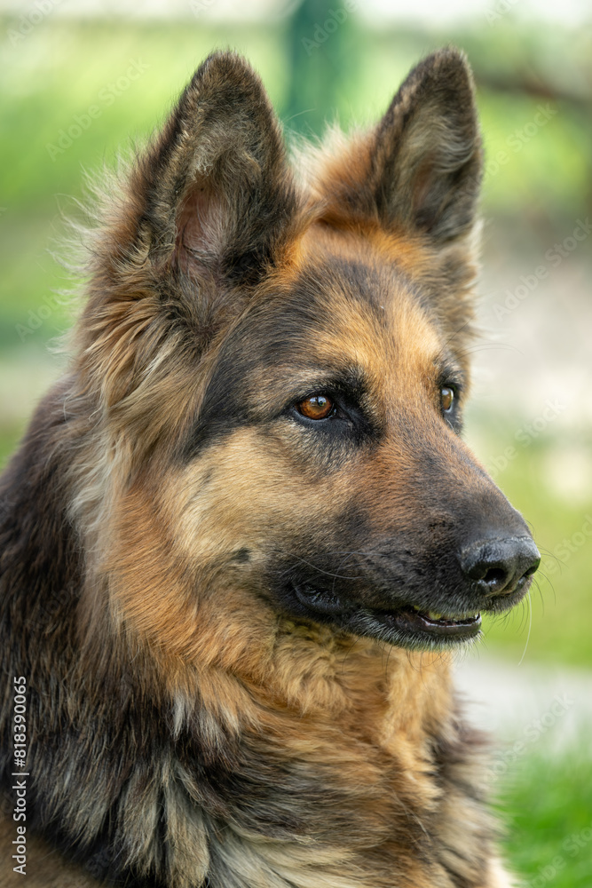 Portrait of a wolfhound dog. Portrait of a wolfhound dog.