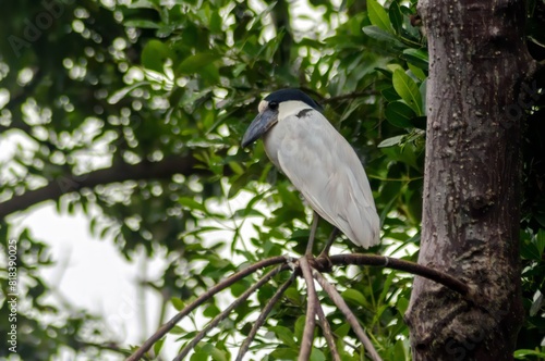 arapapá