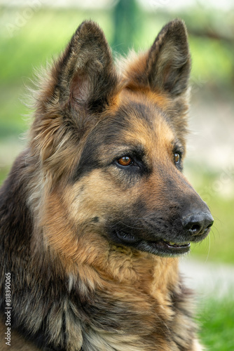 Portrait of a wolfhound dog.
