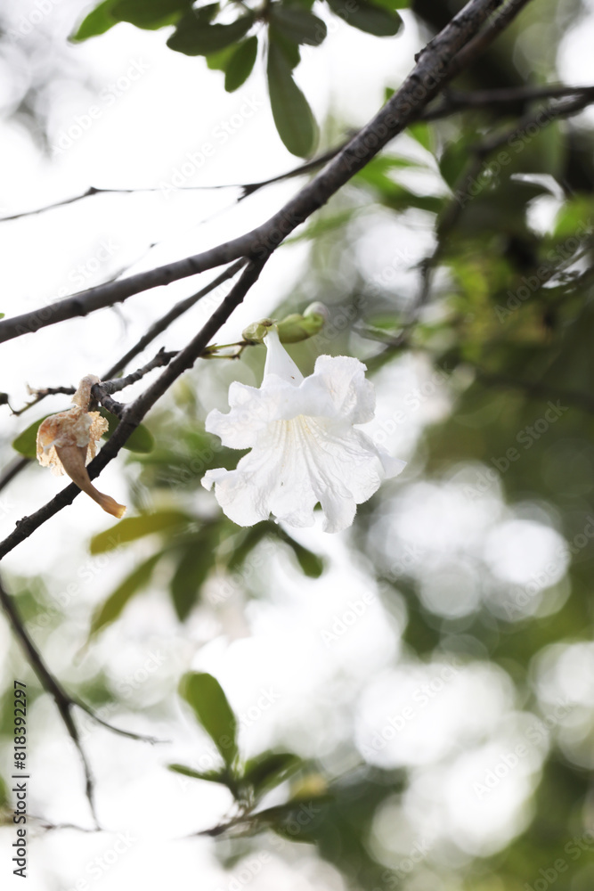Bahamian Trumpet Tree (Tabebuia bahamensis) Bahamian Trumpet Tree (Tabebuia bahamensis)