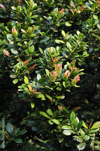 South African shrub (Diospyros natalensis) growing from Bonsai photo