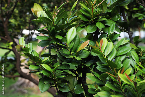 South African shrub (Diospyros natalensis) growing from Bonsai photo
