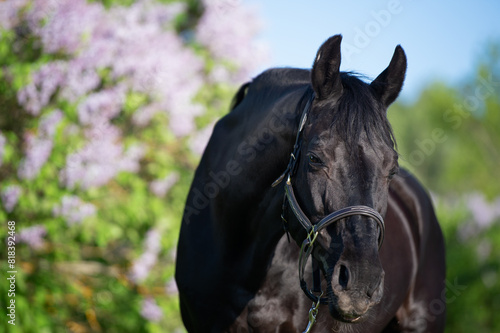 portrait of beautifu Trakehnerl black stallion posing nearly blossom lilac at sunny spring evening
