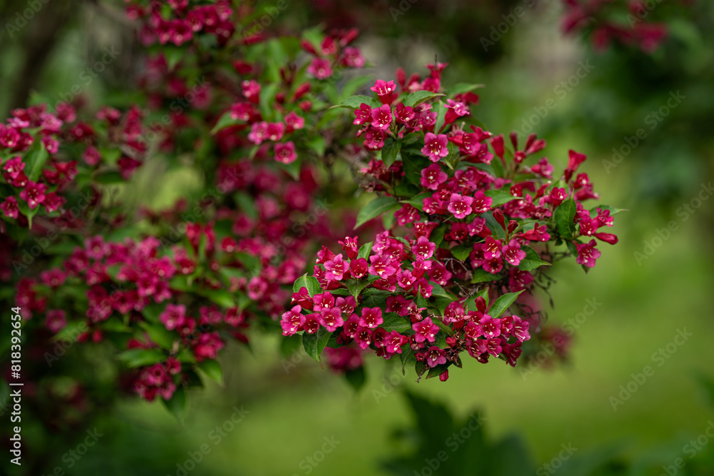 Beautiful shrubbery - red flowers on a branch.