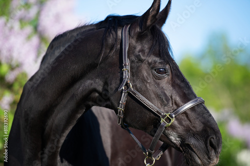 close up portrait of beautiful black stallion posing nearly blossom lilac at sunny spring evening