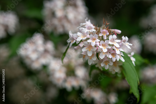 Beautiful shrubbery - light pink flowers on a branch.
