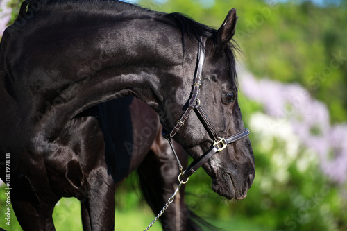 portrait of beautifu Thoroughbred black stallion posing nearly blossom lilac at sunny spring evening