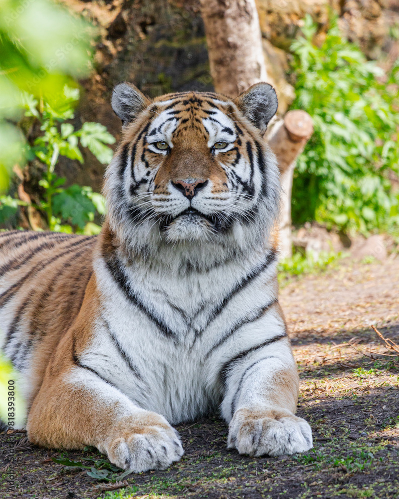 Naklejka premium siberian tiger