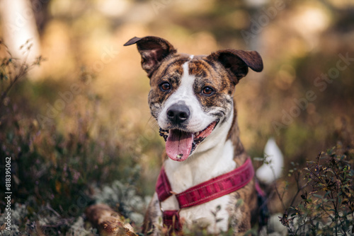 Mixed breed dog lying in meadow