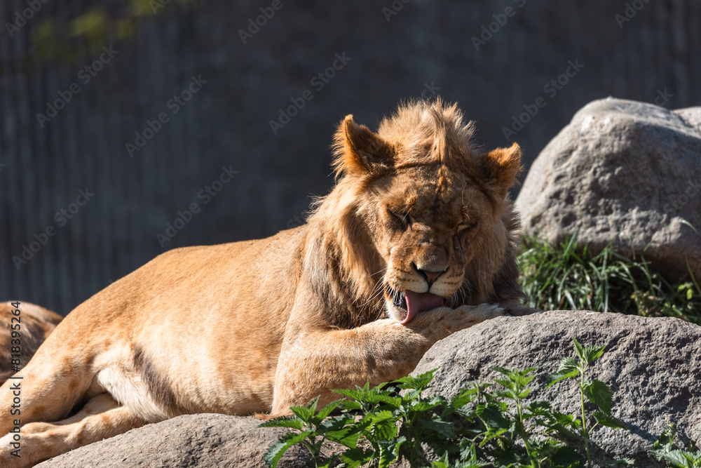 Obraz premium male lion cub cleaning