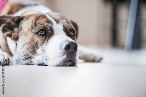Mixed breed dog lying on floor