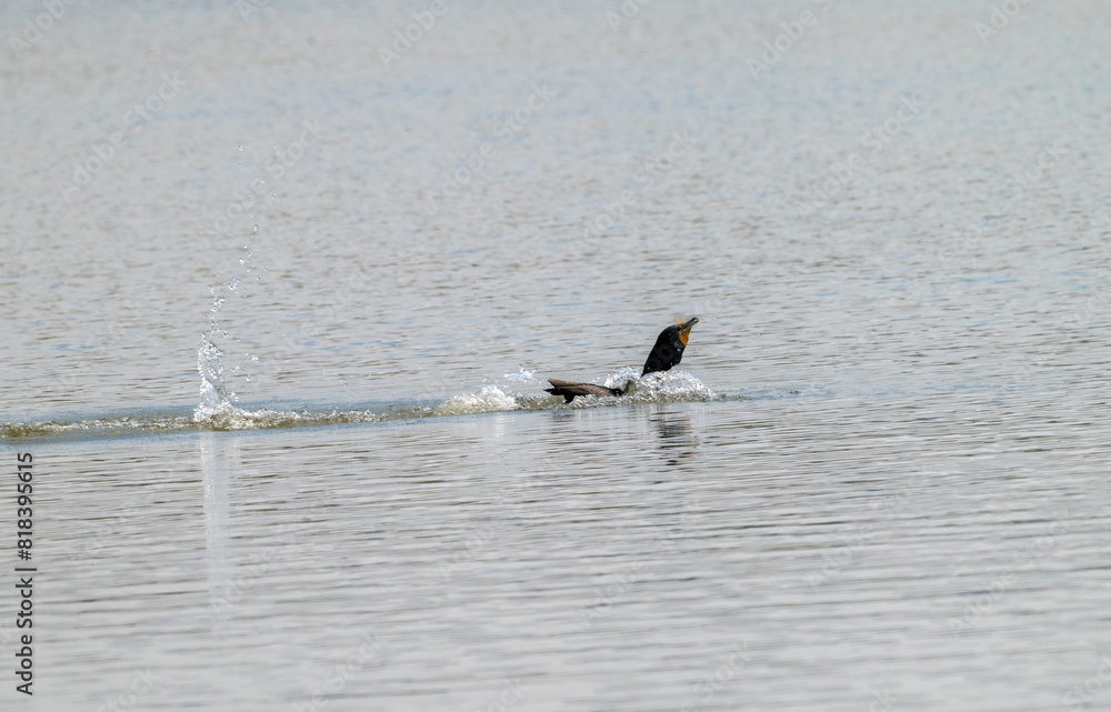 double crested cormorant in water double crested cormorant in water