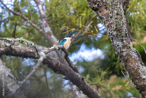 Kingfisher bird seating on the kowhai tree branch,