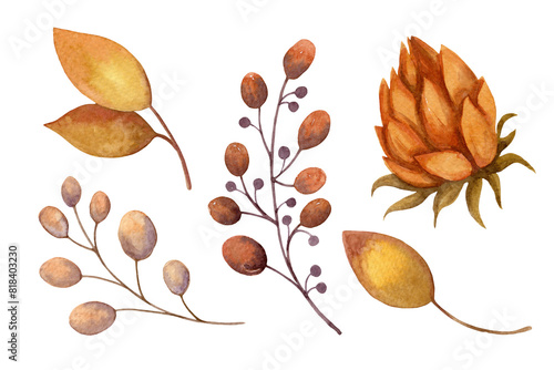 Leaves, branch, berries and flower watercolor hand drawn isolated fall illustration. Autumn colors floral set for package design, greeting card and rustic wedding invitation.