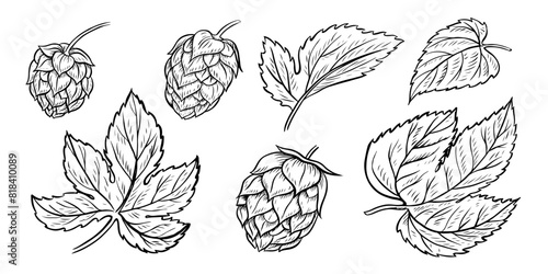 Cones and leaves of hops. A set of vector black-and-white hand-drawn illustrations highlighted on a white background. Design elements for pub or restaurant menus, labels and poster, logo and packaging