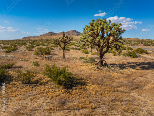 Butte Valley in the Mohave Desert