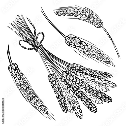 Wheat bread ears cereal crop sketch. Wheat, barley and grain malt. For poster with production process brewery of beer or whiskey. Vector vintage engraved illustration. Hand drawn design element