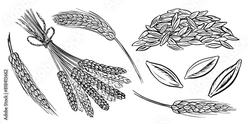 The image of the ears. Wheat, barley and grain malt. A handful of grains. For a poster about the beer or whiskey production process at the brewery. Hand-drawn vector illustration with engraving.