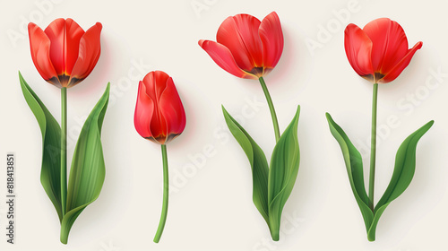 Four Red Tulips With Green Leaves on a White Background