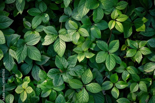 Green leaves pattern background  Natural background and wallpaper - generative ai