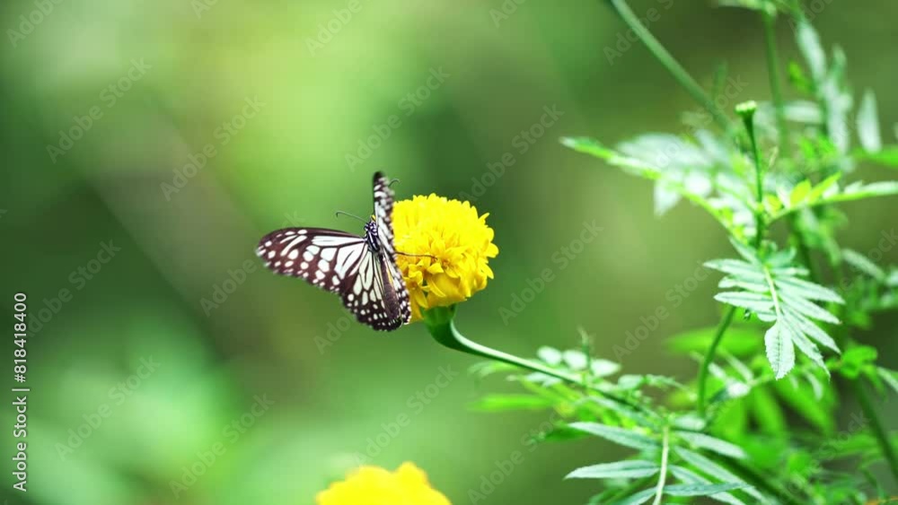 Beautiful butterfly in the tropical rainforest, Monarch butterfly on flower Butterfly feeding on nectar and pollinating the flower