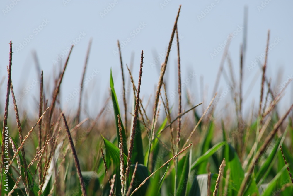 Fototapeta premium Field with growing corn. Tall corn grows in the field, the plant has long, tall, thick stems and wide, long green leaves. Corn has brown seeds on thin stalks on top. Plants grow close to each other.