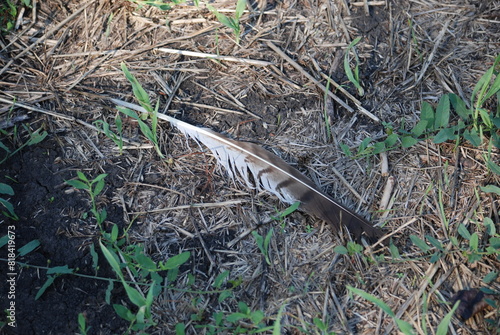 An eagle feather lies on the ground. On the gray-black ground among the green grass lies a fallen feather of a wild bird of prey. The feather has a white-black color with sparse stripes.
