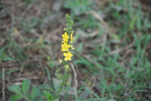 Photos Common agrimony or medicinal agrimony