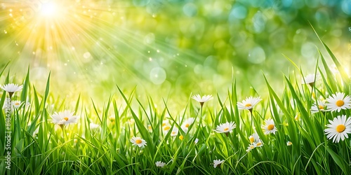 Beautiful spring meadow with grass and flowers in sunlight background banner, spring themed designs, nature projects, backgrounds, greeting cards, and floral themed marketing materials. 