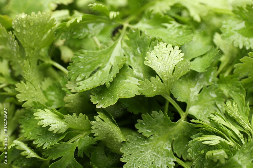 Fresh green coriander leaves as background, closeup Fresh green coriander leaves as background, closeup