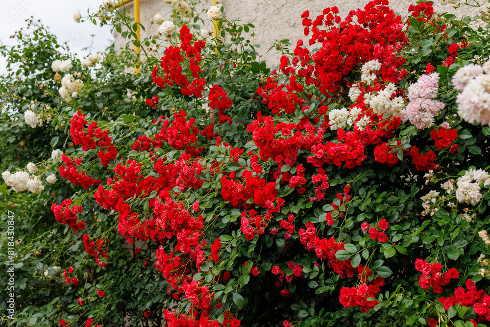 A wall covered in red and white flowers